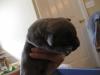 Molly pup 092611-07